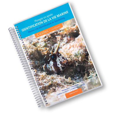 Plongée en apnée - Identification de la vie marine - Caraïbes